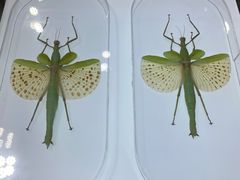 -上海昆虫博物馆