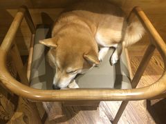 柴犬-柴务处·柴犬主题狗咖