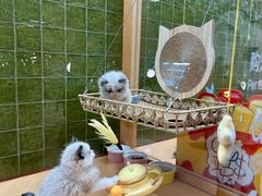 -帕帕拉兹宠物(亚洲旗舰店)