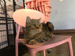 -喵屿·大理花园猫咖