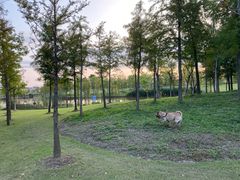 -上海长兴岛郊野公园