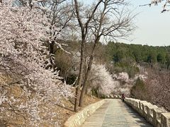 -北京西山国家森林公园