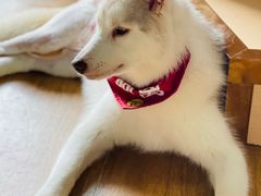 -Husky Go! 哈士奇体验馆·宠物咖啡厅狗咖