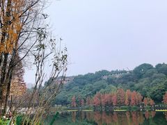 -重庆彩云湖湿地公园