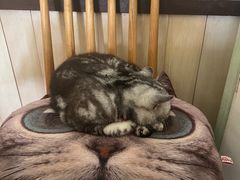 -海边的猫和咖啡馆
