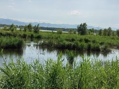 -野鸭湖国家湿地公园
