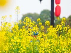 -武汉紫薇都市田园