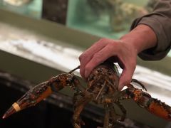 -甄御•海鲜新青岛菜(麦岛店)