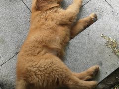 -瑞派宠物医院·内科·软组织·绝育中心(沈阳八纬路分院)