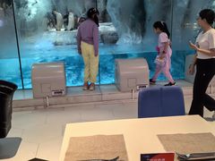 -帝企鹅自助餐厅•儿童岛•真企鹅(长隆企鹅酒店)