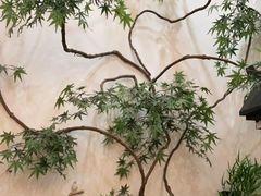-耳艺采耳·足疗·按摩SPA(市桥店)
