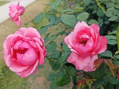 -亚龙湾国际玫瑰谷