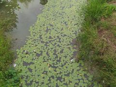 -商丘市人民公园