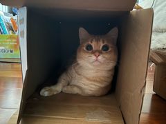 -瑞派·关忠动物医院·猫专科·犬专科(三环新城店)