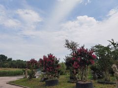 -东平国家森林公园