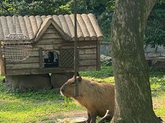 -上海野生动物园