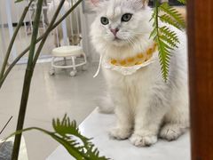 -共舞时光猫咖·狗咖(新街口店)