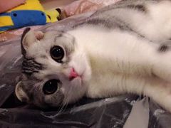 iphone_upload_pic-Bastet sally猫舍购宠(静安店)