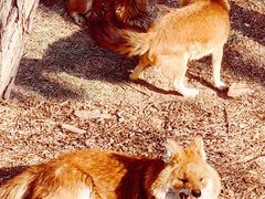 -石家庄市动物园