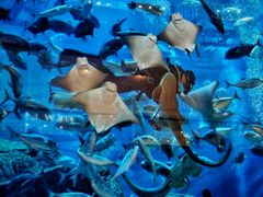 android_upload_pic-迪拜水族馆及水下动物园