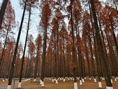 -黄海国家森林公园