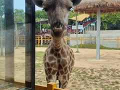 -西霞口神雕山野生动物世界