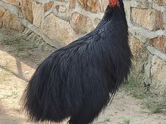 -西霞口神雕山野生动物世界
