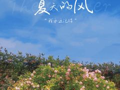 -都江堰玫瑰花溪谷