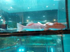 -海港酒家(翔龙湾广场店)