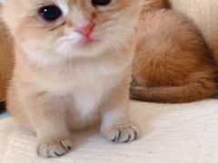 -安安宠医·安宠宠物医院