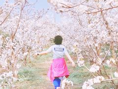 -樱桃山旅游景区