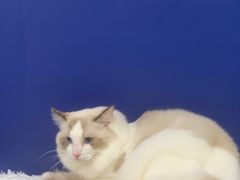 -爱洗澡的猫(天河路店)