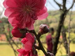 -南国桃园旅游度假区