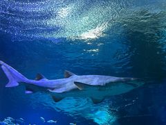 -海合安武汉极地海洋公园