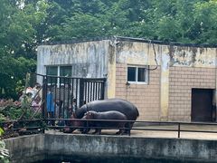 -合肥野生动物园