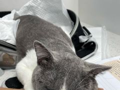 -纳吉亚猫专科动物诊疗中心(蒋宅口分院)