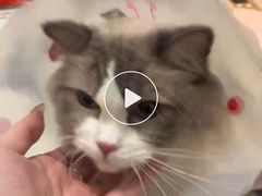 -伟伟宠物医院·瑞派猫友好医院·猫科(光谷店)