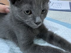 -萌兽医馆·宠物医院·猫骨科(创景店)