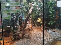 -上海大自然野生昆虫馆(东方明珠·爬宠昆虫探索中心)