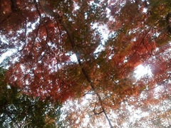 android_upload_pic-八大关景区