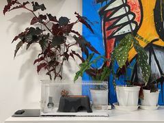 -酷以爬仙阁实体爬宠店·守宫·蜥蜴·专业繁育