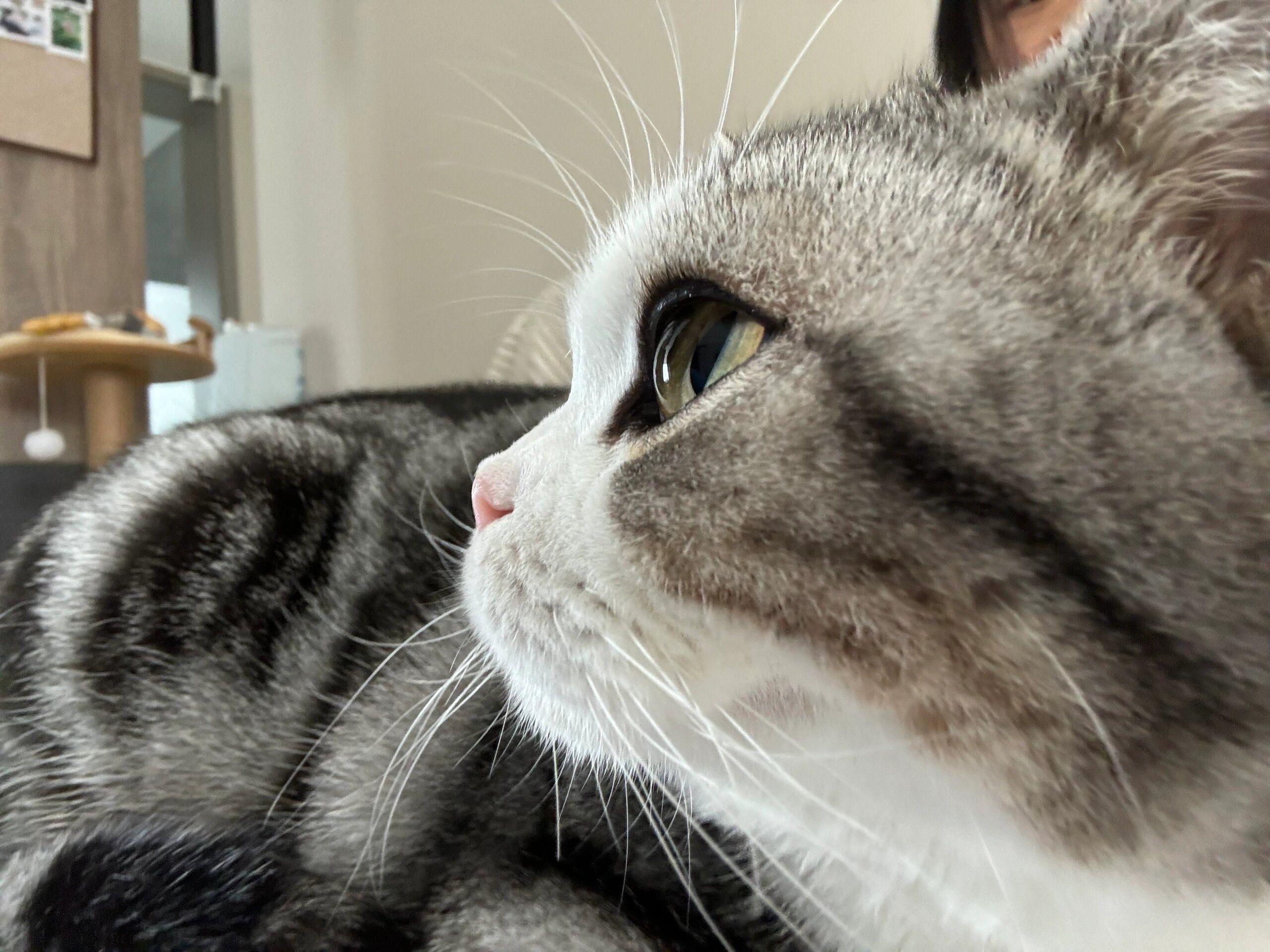 标斑,小猫咪很甜美
一打开门,就能看到各种品种的猫咪,大约30只左右