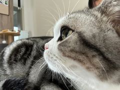 -Bastet sally猫舍购宠(静安店)