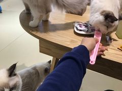-藏猫猫咖啡主题馆(中央大道店)