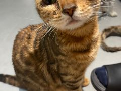 -琪喵猫屋·撸猫猫咖·猫舍