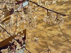 -武汉大学-樱园