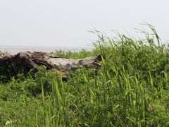 -湖南东洞庭湖国家级自然保护区