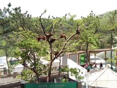 -大连森林动物园