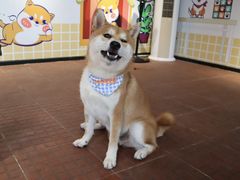 -柴犬高等学院·狗咖·柴犬售卖·宠物训练