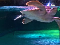 -暹罗海洋世界